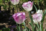 ir-130501_10047_12-31.jpg