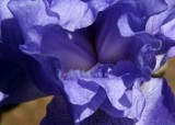 ir-DSC_0002_5x7L_AutoContrast.jpg