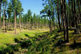 Ponderosa Harvest Block