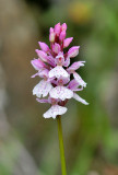 Dactylorhiza  maculata