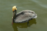 Brown Pelican