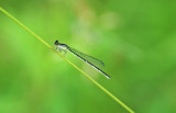 Eastern Forktail