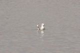 Laughing Gull ( definitive basic)