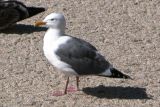 Western Gull (definitive alternate)