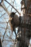 Northern (Red-shafted) Flicker (female)