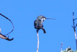 Blue-tufted Starthroat, female