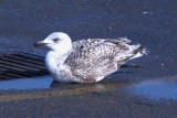 Great Black-backed Gull (1st cycle)