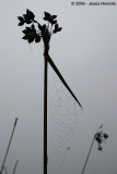 Fotonatura