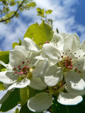 Peartree blossoms