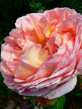 Abraham Darby