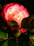 Red and mixed colour roses