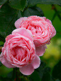 Pink roses 2007
