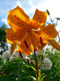 Tigerlily