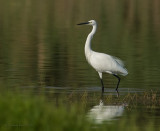 Little Egret.