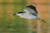 Night Heron.