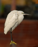 Little Egret.