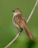 Graceful Prinia.