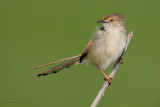 Graceful Prinia.