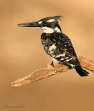 Pied kingfisher.