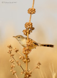 Graceful Prinia.