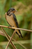Red-rumped Swallow.