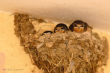 Red-rumped Swallow.