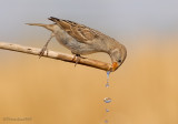 House sparrow.