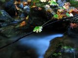 Little Grider creek leaves and water
