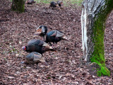 Wild turkeys