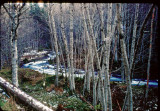 The Toutle River once upon a time