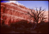 Dead tree in Arches NP