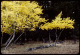 Tennant Aspens in the fall