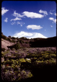 Mt Shasta from Hwy 97