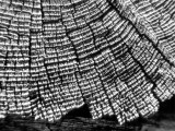 Tree rings tell the past of an old log in a cabin