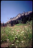 Long Canyon meadow of flowers