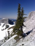 Foxtail pine on Marble Mountain