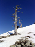 Foxtail pine snag on summit