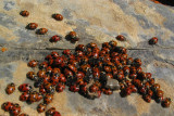 Lady bugs on summit of Marble Mtn