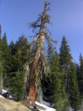 Ancient giant foxtail pine- Magnificent even in death!