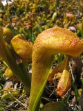Pitcher plants  (Darlingtonia californica)