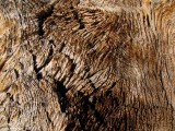 Weathered hemlock stump wood grain