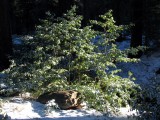 The First Fall snow on dogwoods 