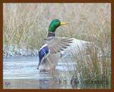 mallard 2-15-07 cl3c1b.jpg