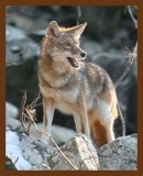 coyote 2-3-07 cl2b.jpg