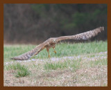 marsh hawk harrier 3-13-07 cl1b.jpg