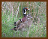 wood-ducks 3-19-07 cl1b.jpg