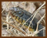 watersnake yellowbelly 3-21-07 cl3b.jpg