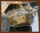 turtle eastern snapper 3-30-07 cl3b.jpg