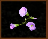 wildflower 3-29-07 ol1b.jpg