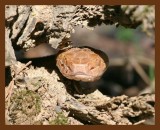copperhead 4-2-07 cl2b.jpg